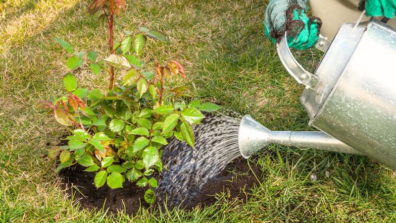 Skipping Watering After Planting Skipping Watering After Planting