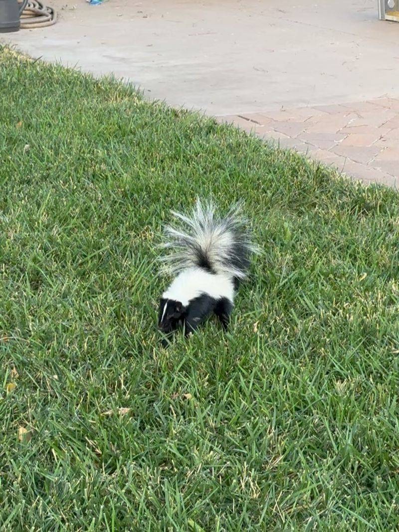 Skunks And Raccoons Hunting Grubs Skunks And Raccoons Hunting Grubs