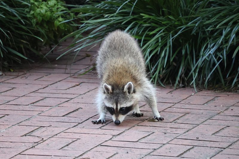 Skunks, Raccoons, And Crows Digging Into Lawns Overnight