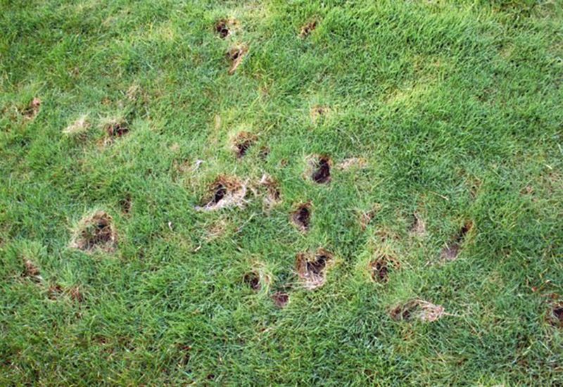 Skunks and javelina offer better-supported Arizona comparisons