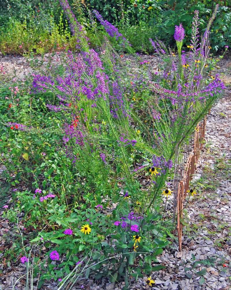 Slender Blazing Star Sends Up Purple Blooms