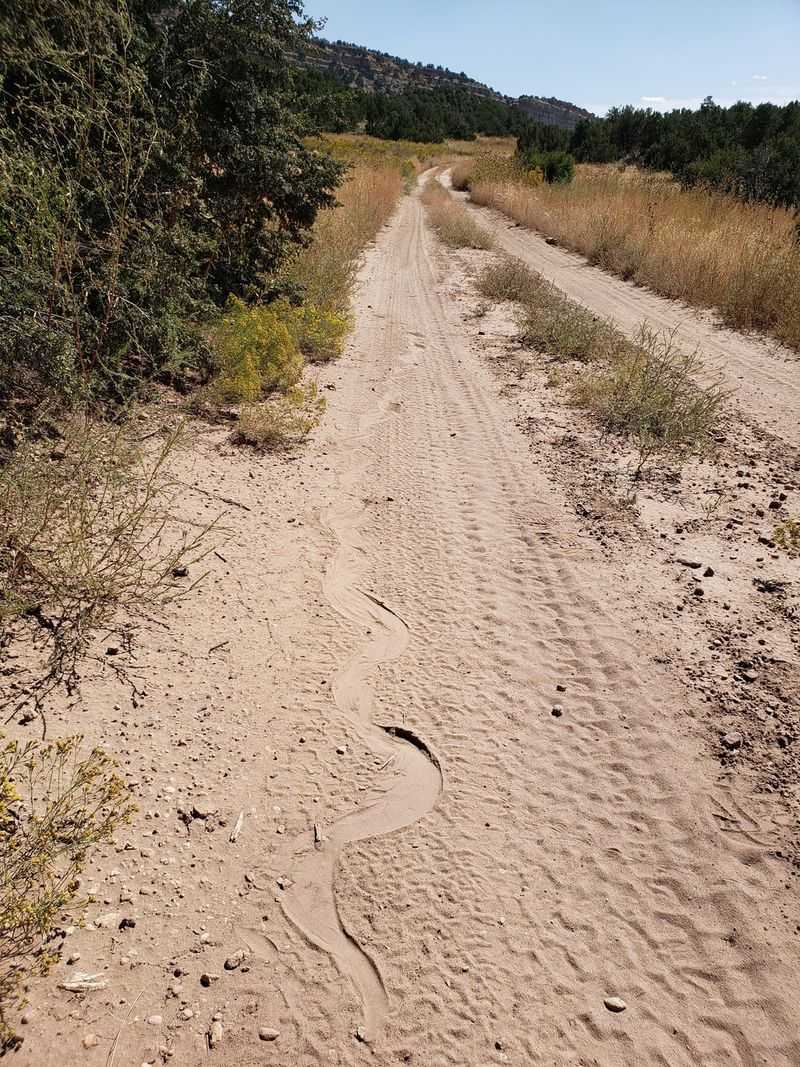 Slithering Trails Appear Across Dusty Soil Or Mulch Slithering Trails Appear Across Dusty Soil Or Mulch
