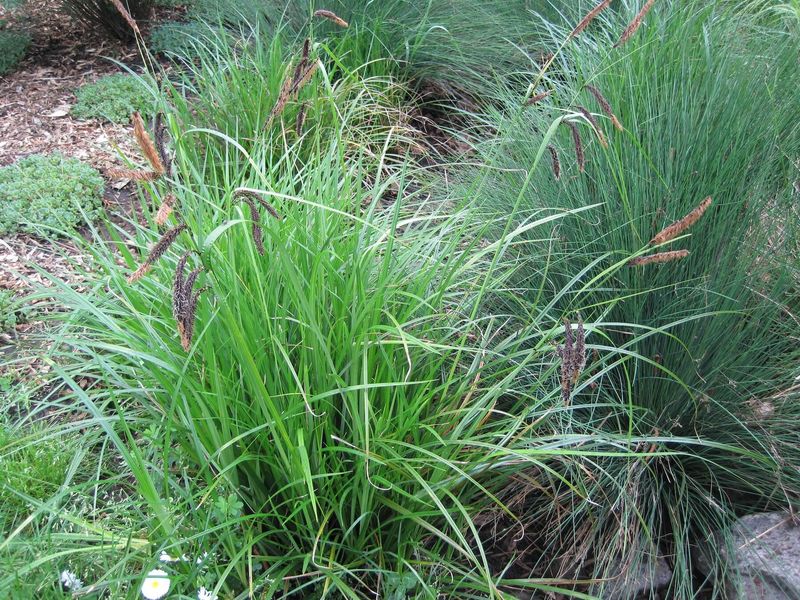 Slough Sedge (Carex obnupta)