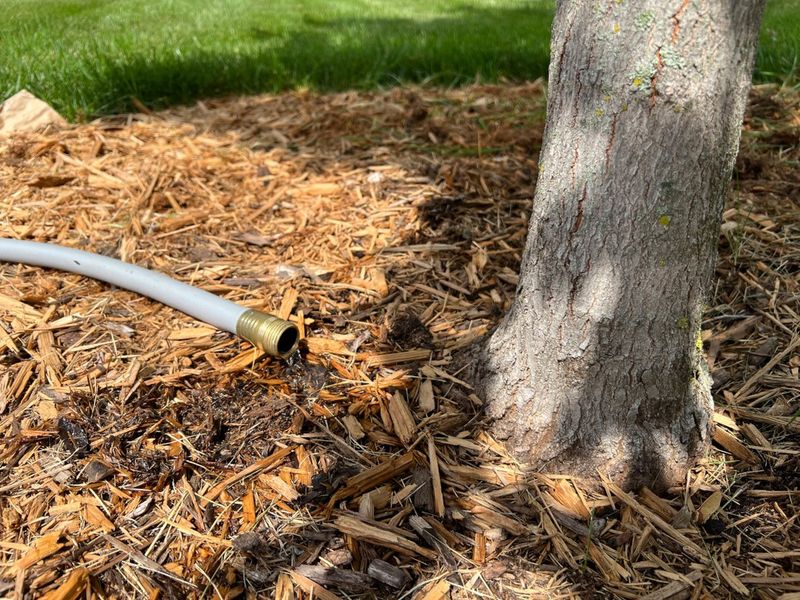 Slow Deep Watering Reaches The Roots That Need It Slow Deep Watering Reaches The Roots That Need It