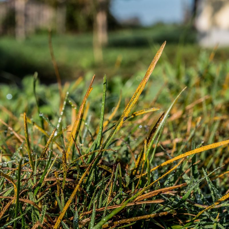 Slow-Growing Grass Is More Vulnerable To Rust