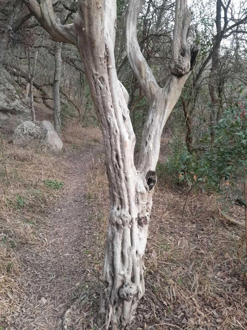 Slow Growth Means Strong Sturdy Wood