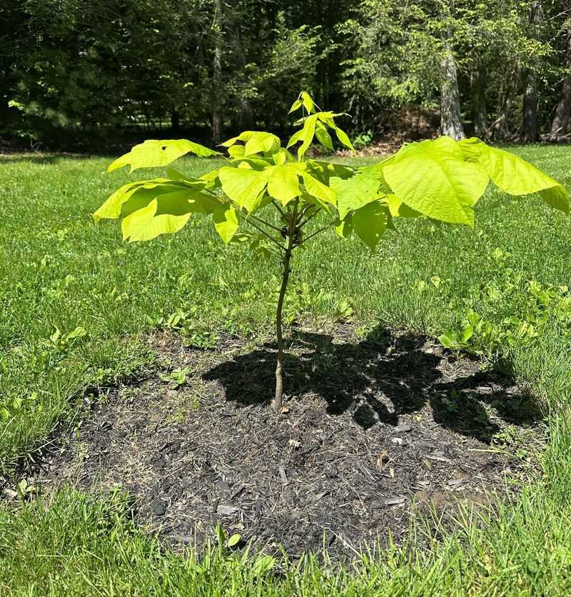Slow Growth Rewards Patient Ohio Gardeners