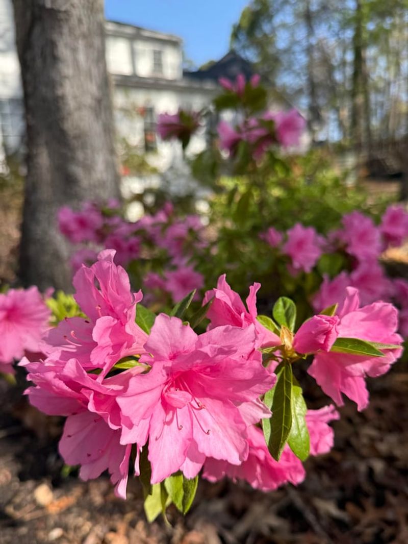 Slow Soaking Helps Water Reach The Root Zone