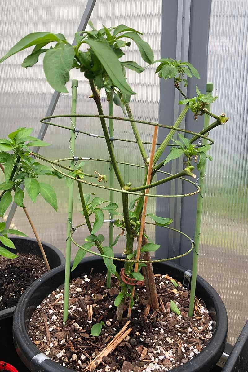 Slow winter care without creating root problems