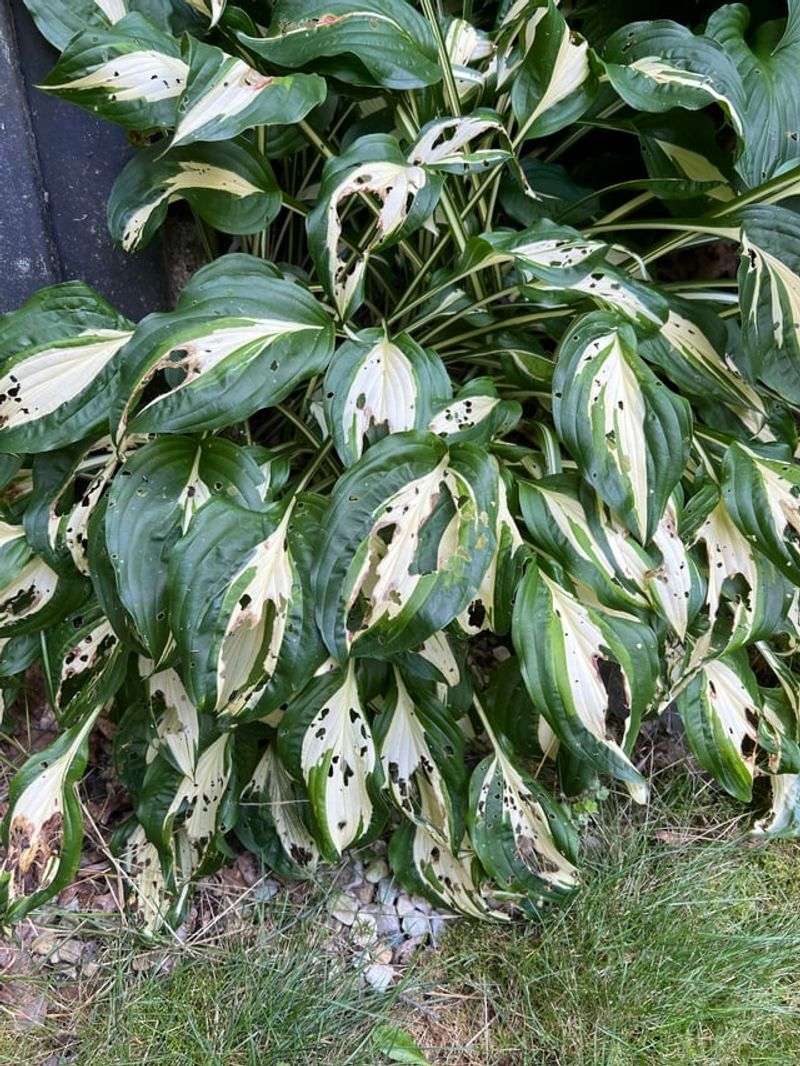 Slug Damage Can Look Similar From Afar Slug Damage Can Look Similar From Afar