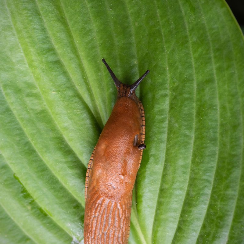 Slug Patrol Before The Frost