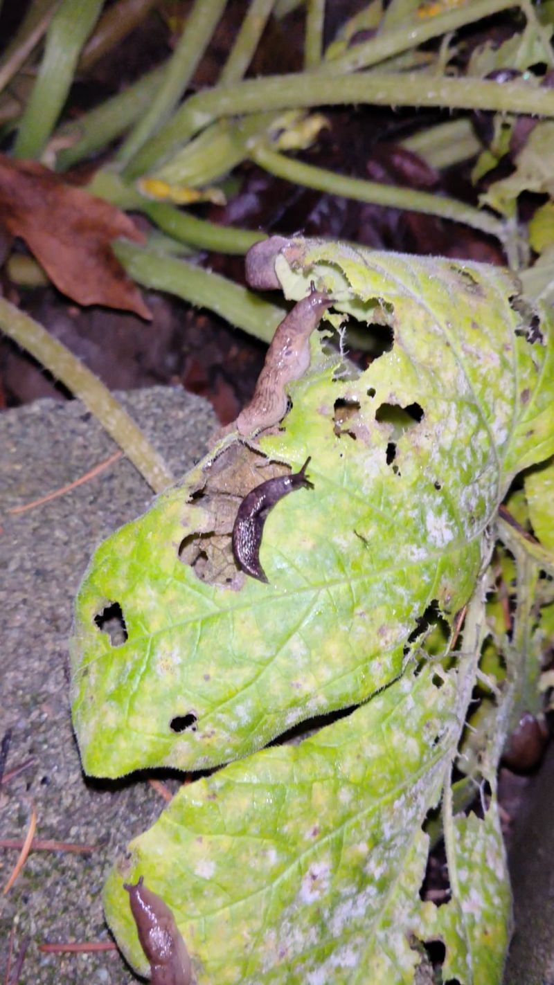 Slugs And Snails Multiply In Leftover Debris