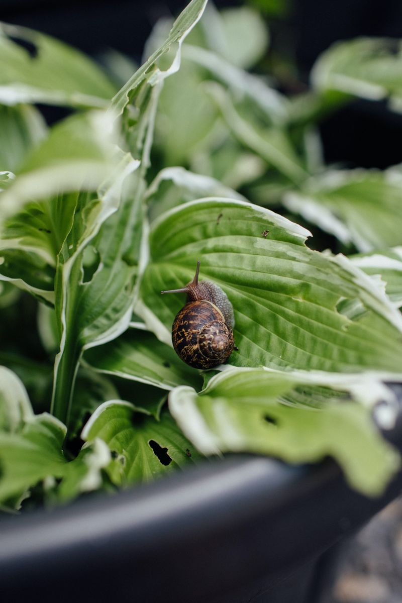 Slugs And Snails Slugs And Snails