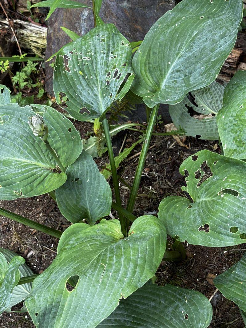 Slugs Can Leave Hosta Leaves Ragged And Discolored Slugs Can Leave Hosta Leaves Ragged And Discolored