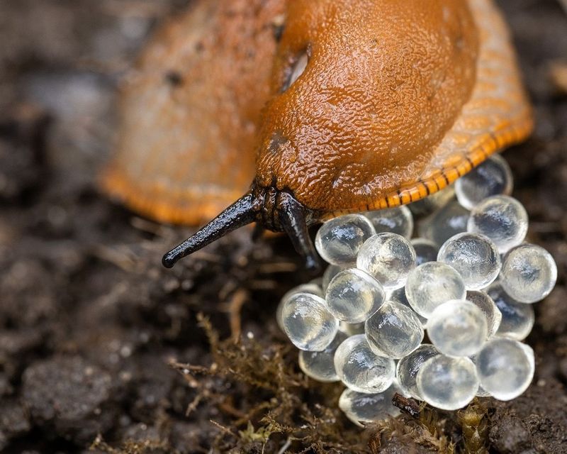 Slugs Lay Their Eggs In Fall Leaf Litter