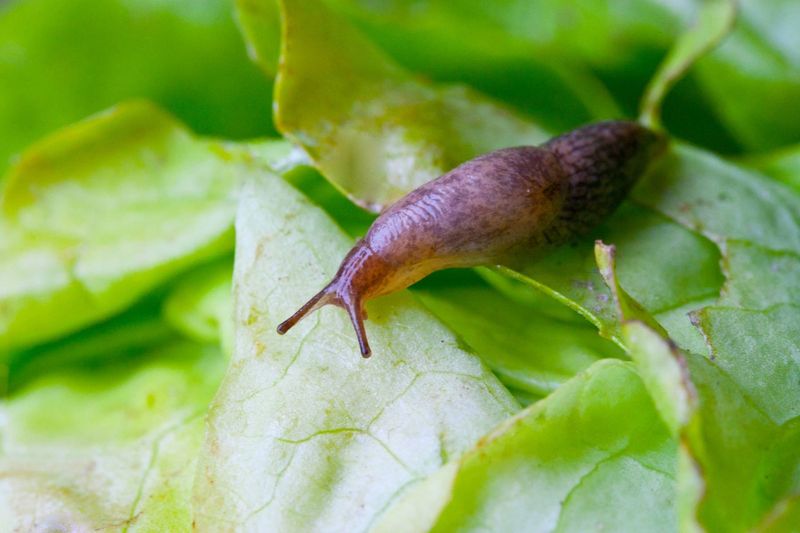Slugs