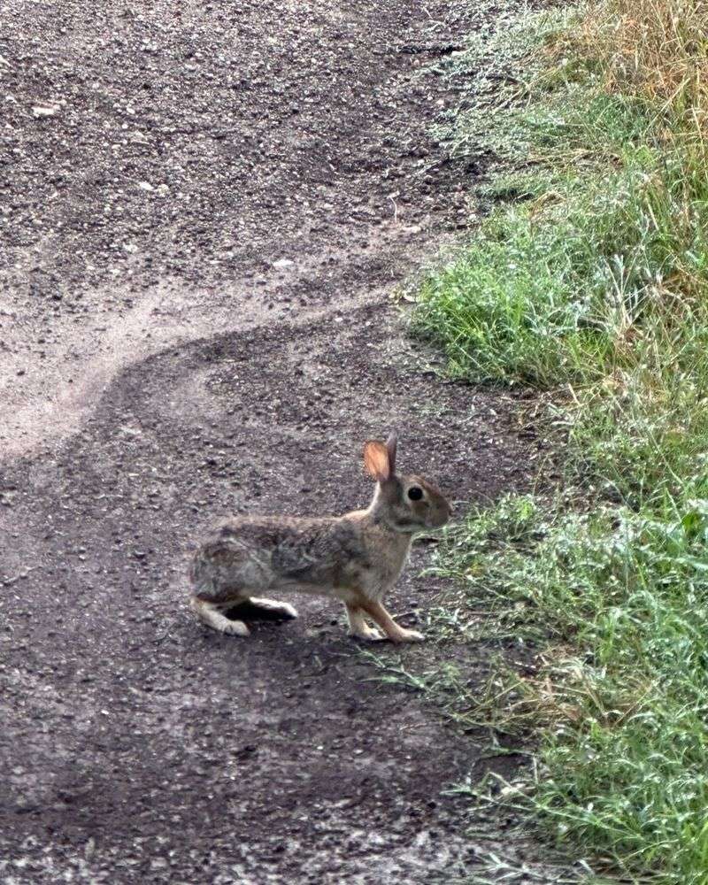 Small Animals Can Draw Coyotes Closer