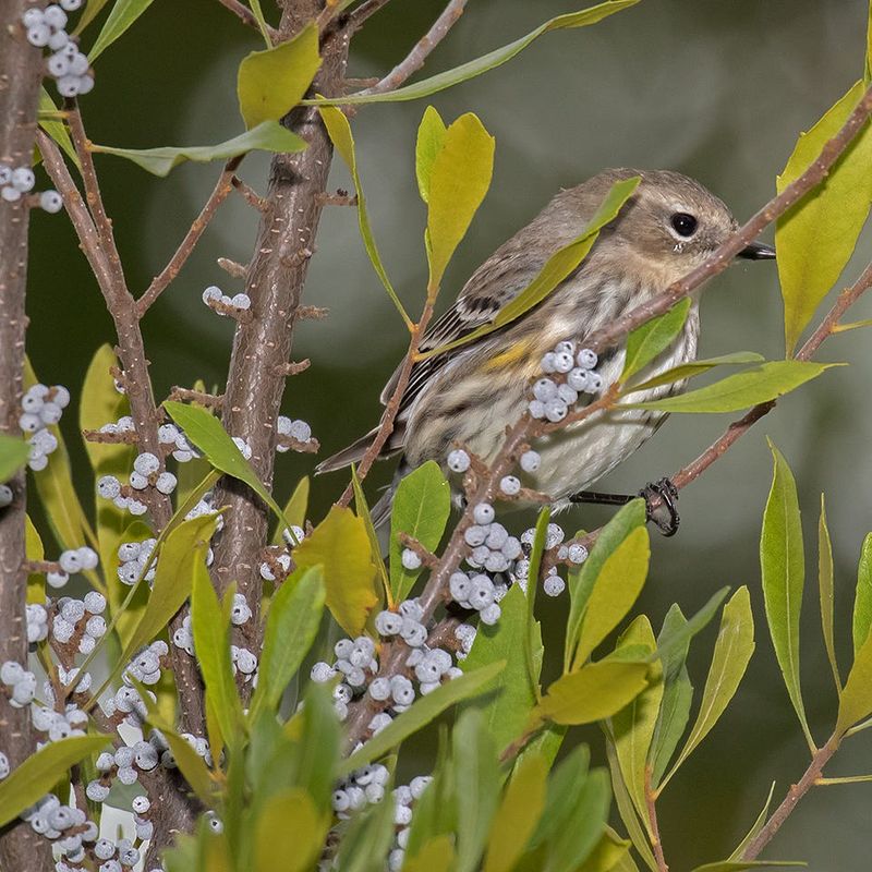Small Berries Provide A Valuable Food Source For Birds