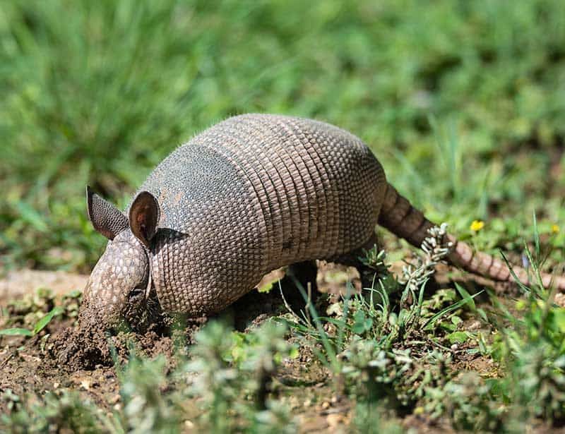 Small Cone Shaped Holes Are A Common Clue