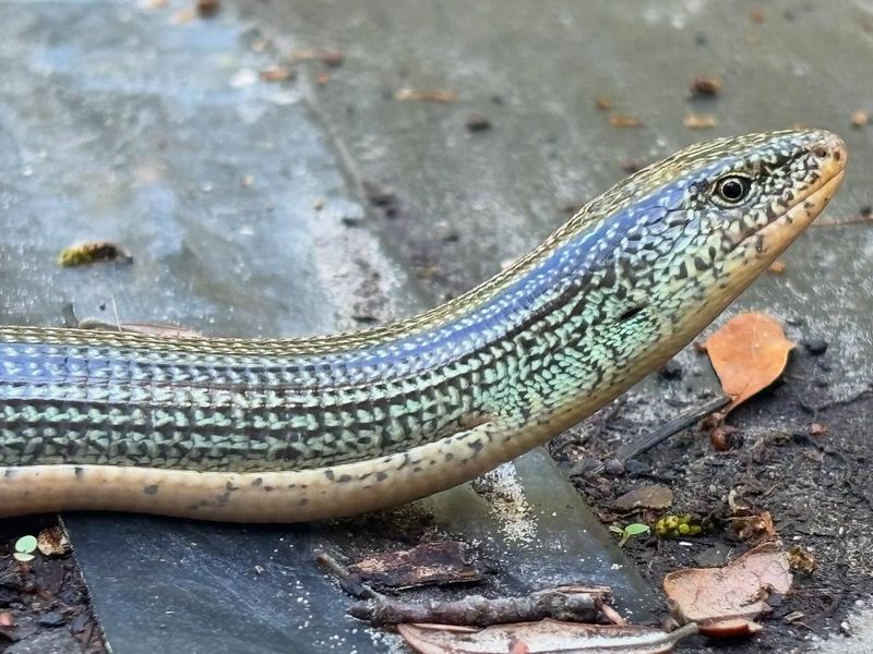 Small Ear Holes Are Another Sign You Found A Lizard Small Ear Holes Are Another Sign You Found A Lizard