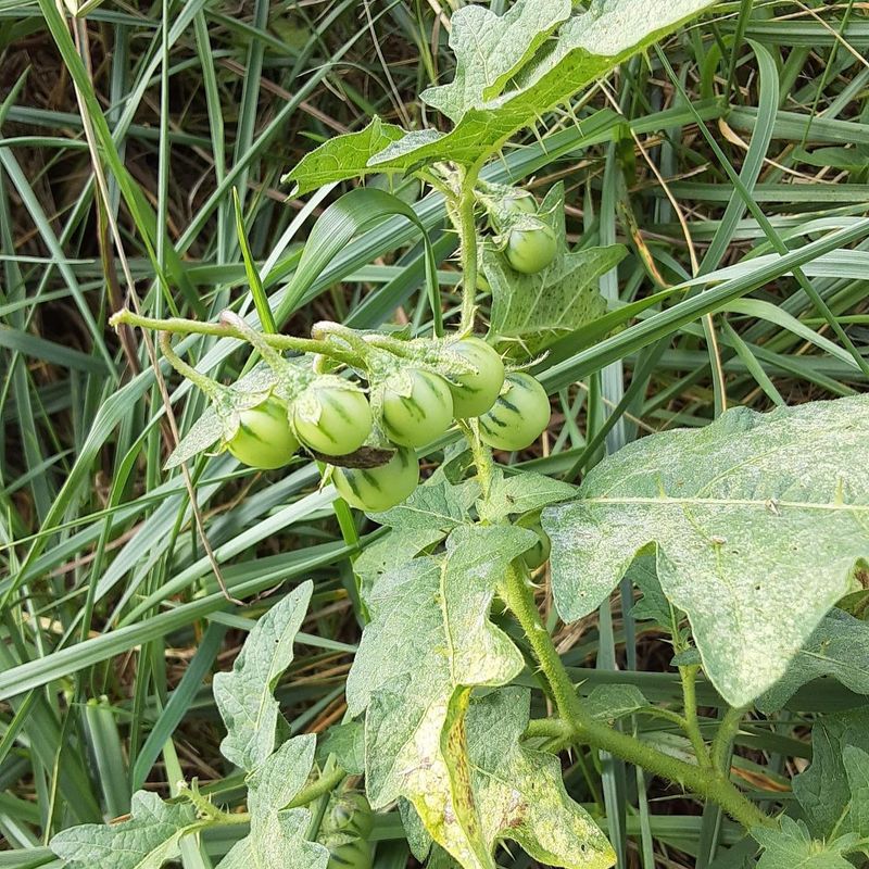 Small Fruits Make This Weed Look Like A Tomato
