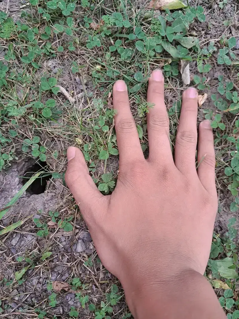 Small Holes Do Not Always Mean A Lawn Problem