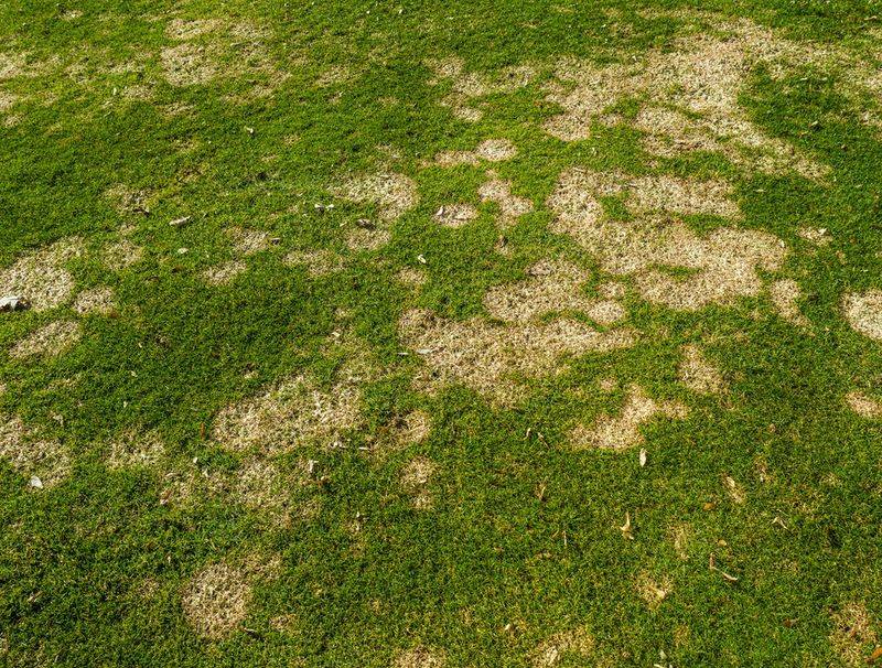 Small Lawn Spots Can Be An Early Sign Of Trouble