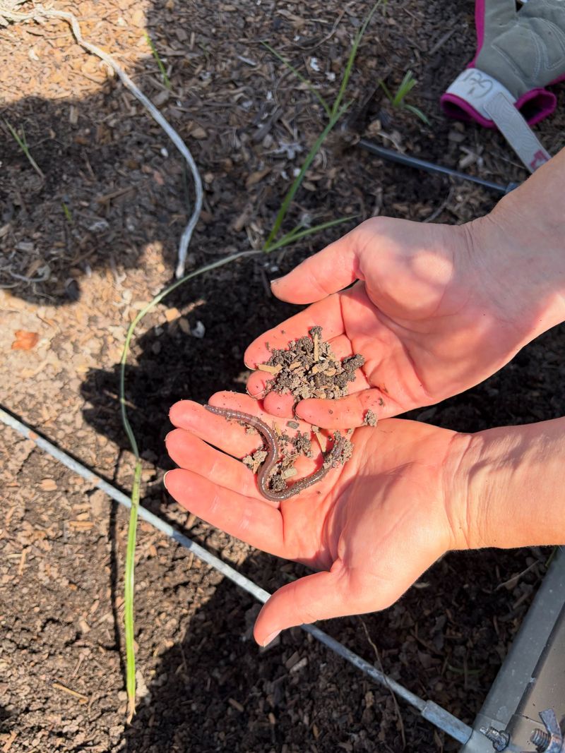 Small Leaf Pieces Can Feed Soil Life Small Leaf Pieces Can Feed Soil Life