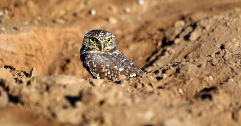 Small Owls May Sit Near The Burrow During The Day