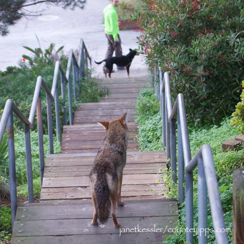 Small Pets Can Become More Noticeable Targets