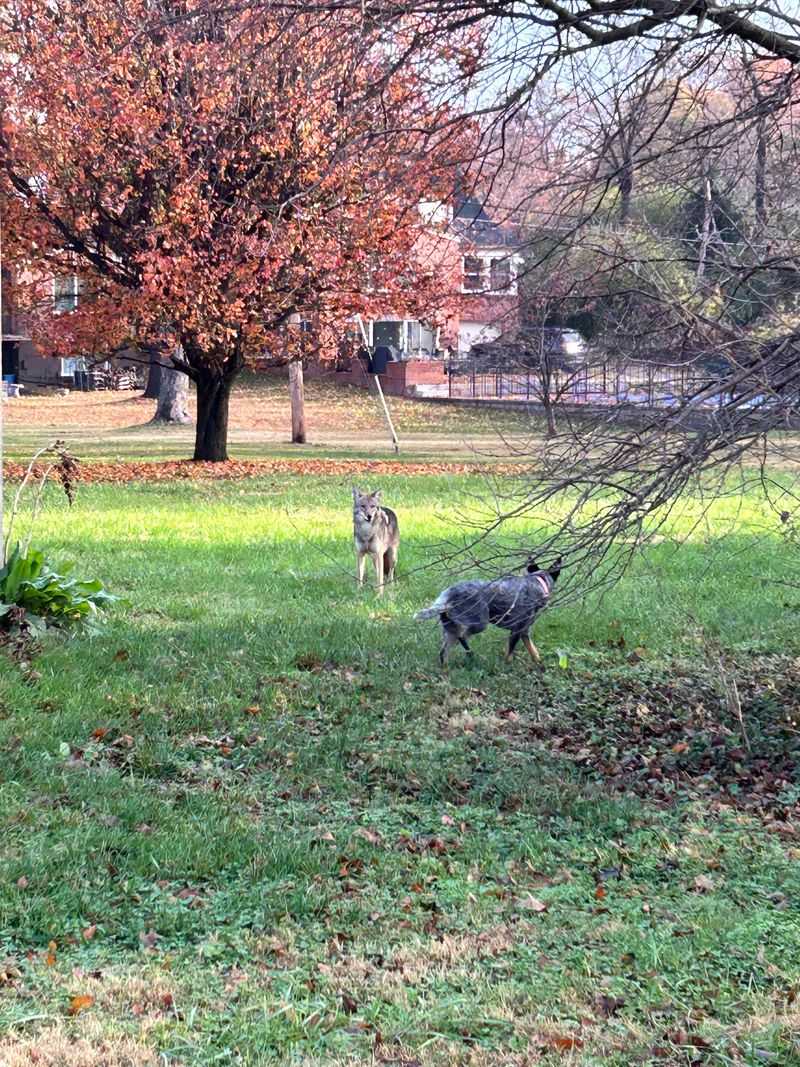 Small Pets In The Yard Could Look Like Prey