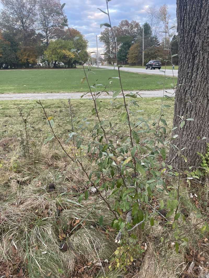 Small Plants Are Easier To Pull Out By The Roots