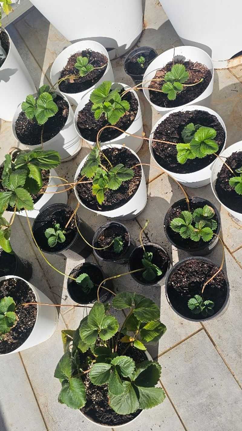 Small Pots Sunk Beside The Mother Plant Small Pots Sunk Beside The Mother Plant