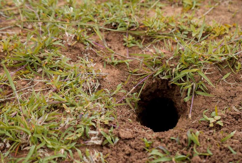 Small Round Holes In The Ground Small Round Holes In The Ground