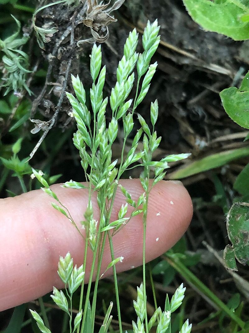 Small Seedheads Make The Weed Much Easier To Notice