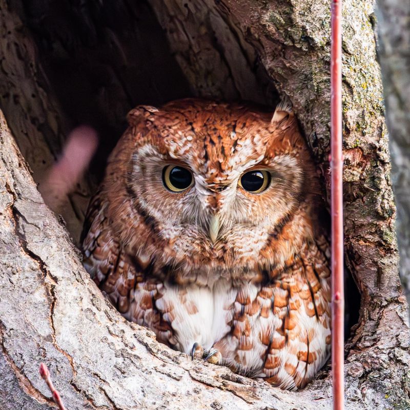 Small Size Helps This Owl Stay Out Of Sight