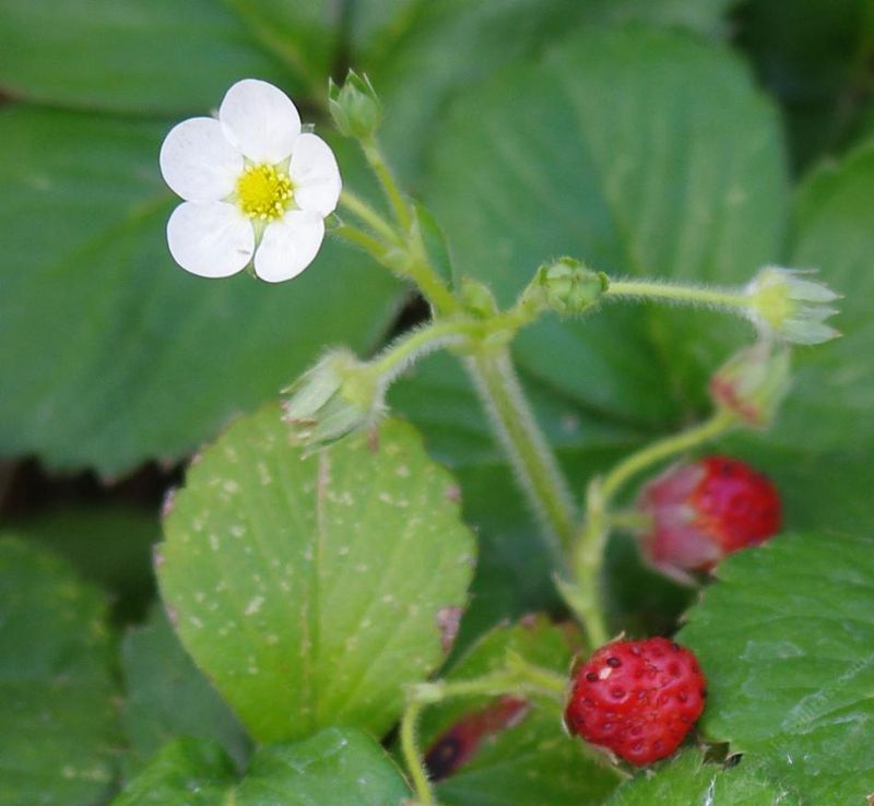 Small White Flowers Precede Modest Fruit Small White Flowers Precede Modest Fruit