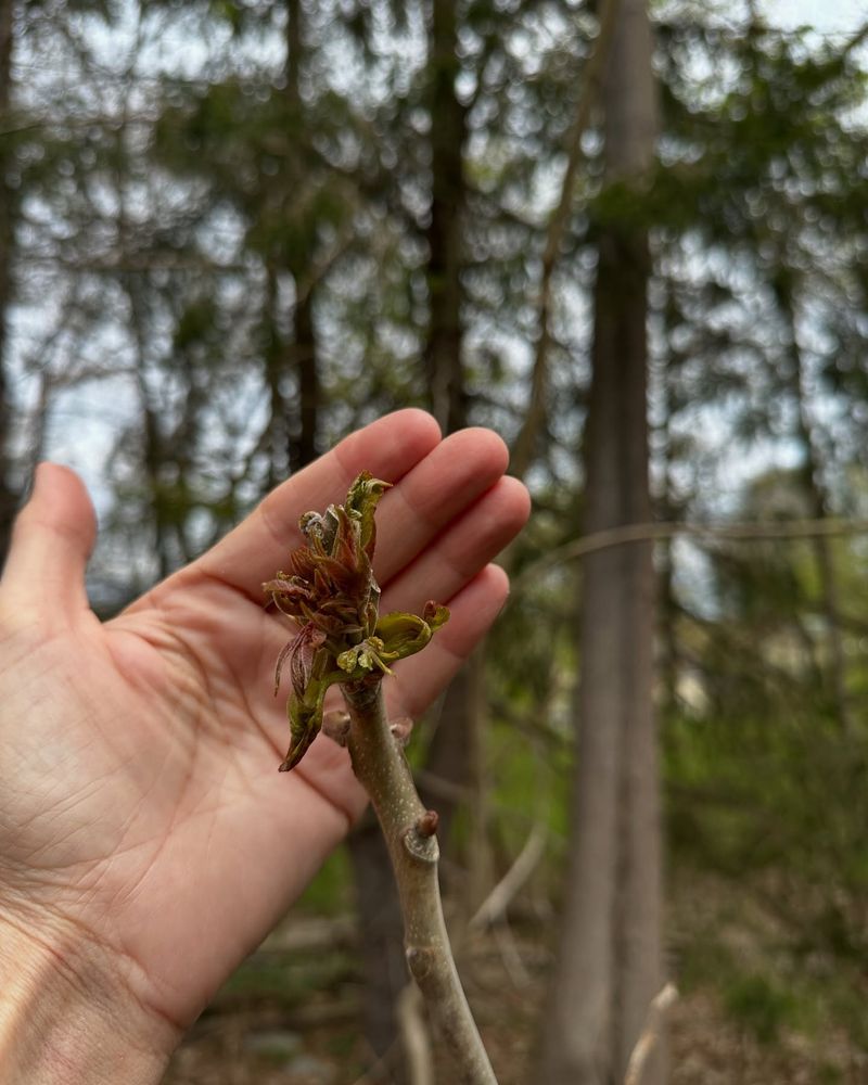Small, isolated seedlings may come out by hand Small, isolated seedlings may come out by hand