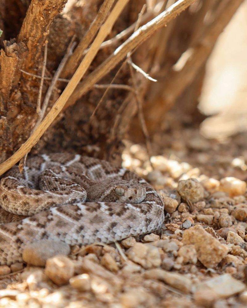 Small or quiet snakes can be difficult to notice Small or quiet snakes can be difficult to notice