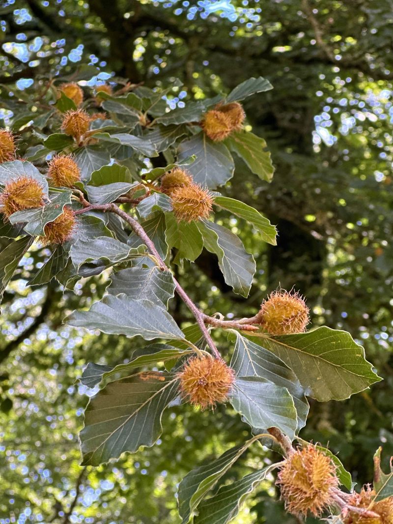Smart Backyard Habits For Protecting Healthy Beeches Smart Backyard Habits For Protecting Healthy Beeches