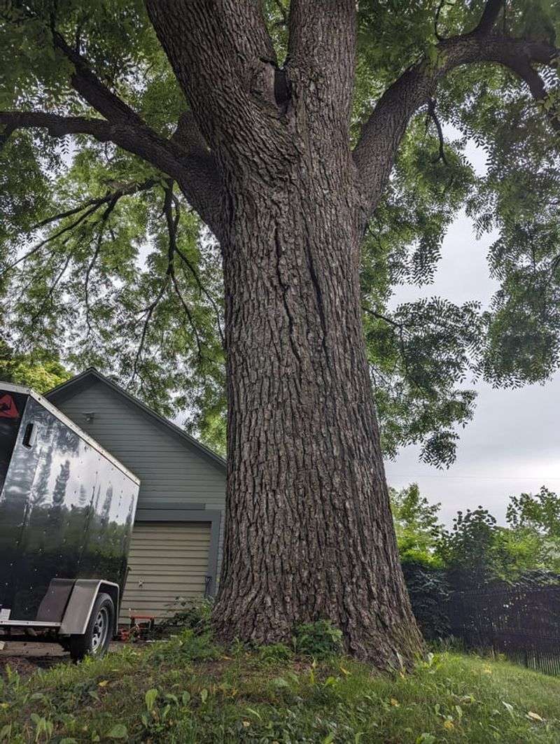 Smart Fixes That Do Not Require Removing The Tree