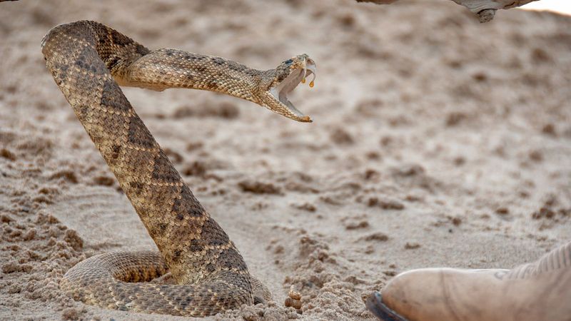 Smart Hiking Habits For Fall Snake Encounters Smart Hiking Habits For Fall Snake Encounters