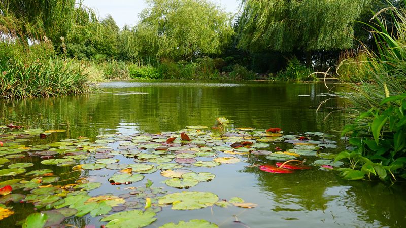 Smart, Legal Ways To Make Your Pond Less Inviting Smart, Legal Ways To Make Your Pond Less Inviting