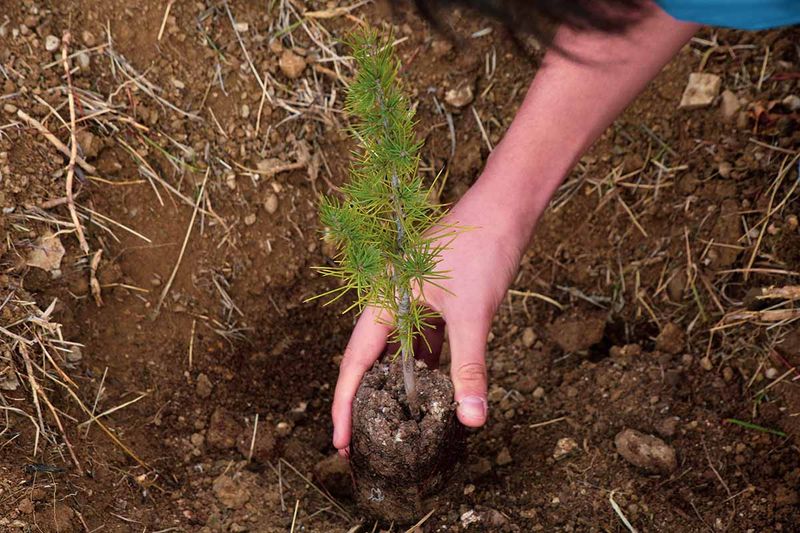 Smart Planting And Watering Habits For Years Ahead