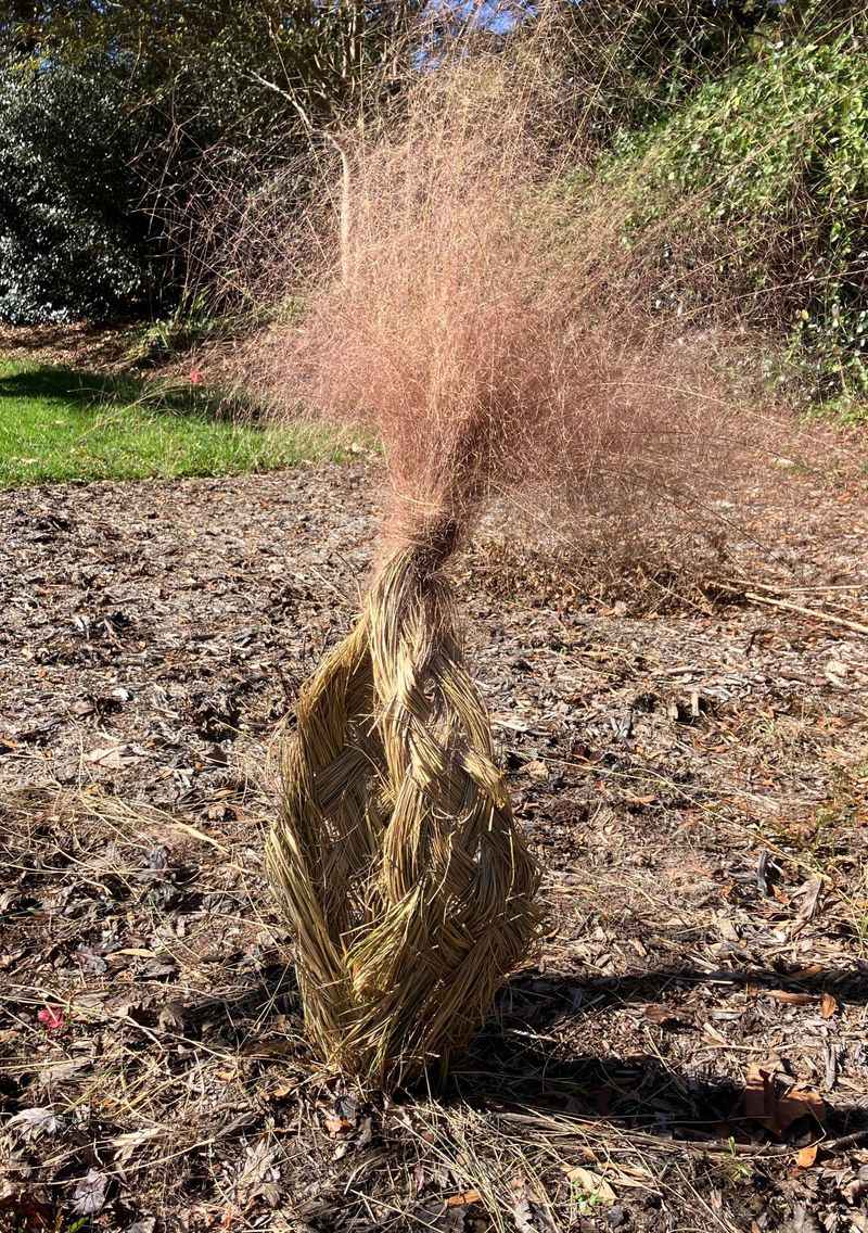 Smart Planting For Sturdy Winter Clumps Smart Planting For Sturdy Winter Clumps