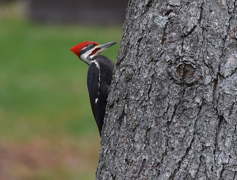 Smart Protection For Siding And Favorite Trees