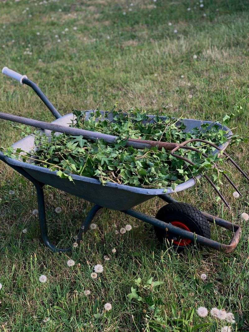 Smart Removal Timing For Alabama Yards This Fall Smart Removal Timing For Alabama Yards This Fall