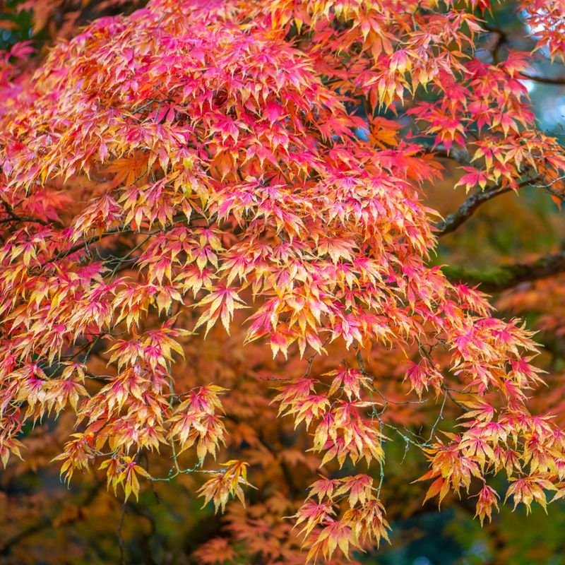 Smart September Care For A Browned Locust Tree Smart September Care For A Browned Locust Tree