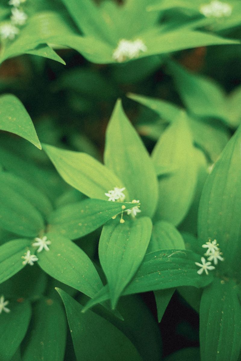 Smart Spots For Snakeroot In A Shady Yard
