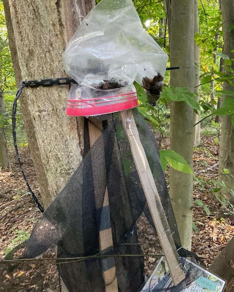 Smart Squashing With Safe Traps Smart Squashing With Safe Traps